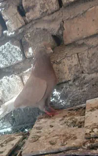 کبوتر نر گمشده