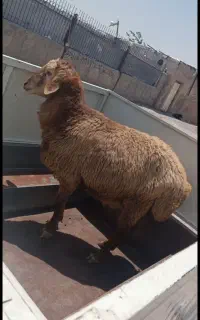 گوسفند عید قربان با ما