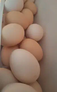 فروش تخم مرغ اصل محلی