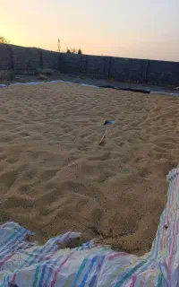 دانه‌ارزن