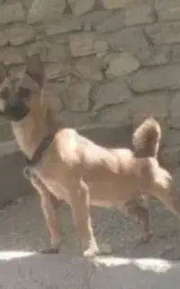 سگ فیندو