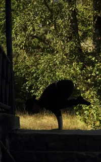 یوگا و اقامت در کلبه - ویژه‌ی بانوان