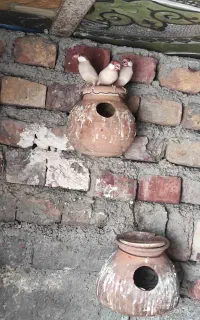 فنچ نرگسی