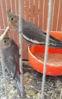اسباب بازی