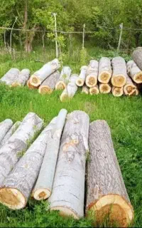 خرید و فروش چوب با قیمت بالا/خریدار چوب نارنج