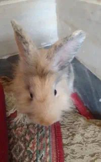 خرگوش