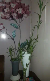 گل بامبو