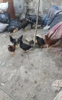 جوجه طبیعی