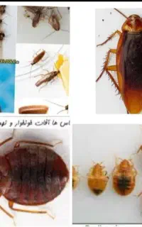 سمپاشی موریانه زدایی عقرب/10سال ضمانت/ساس سوسک موش