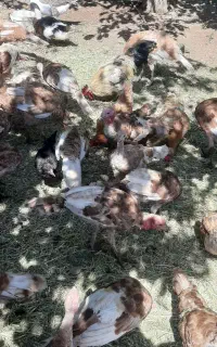 بوقلمون کردی