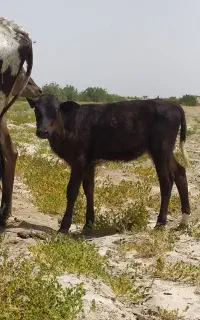 گوساله شیری