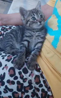 گربه