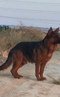 ژرمن اصیل نگهبان واقعی