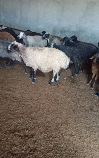 خریدوفروش دام زنده