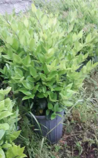 یاس سطل ۱۲ وزباله اصلاح شده پر وزیبا