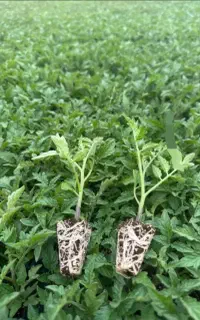 نشا گوجه بادمجان فلفل هندوانه و ...