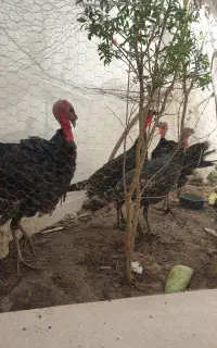 بوقلمون  ۲ نر ۲ ماده