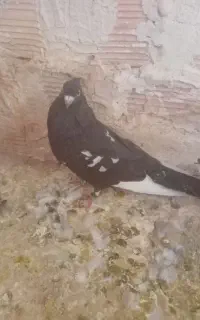 کبوتر