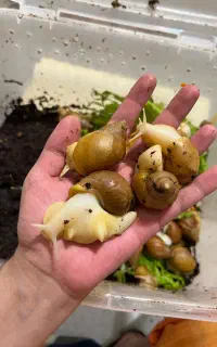 حلزون اچاتینا