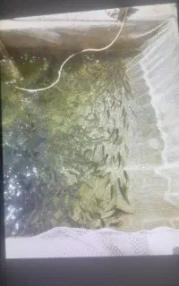 پرورش بچه ماهی