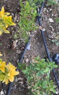 استخدام سرایدار