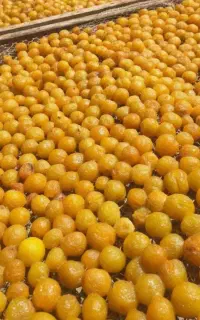انواع آلو خشک در طعم های متفاوت