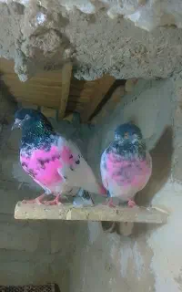 سلام دوستان و عشق بازان