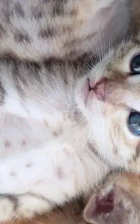 بچه گربه