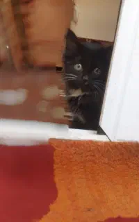 گربه