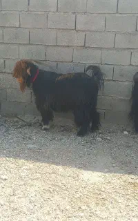 یک راس نر بز بختیاری درجه یک