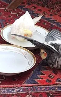 یک جفت عروس هلندی