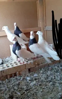 کبوتر، طوقی، سفید، طوقی یه کتی،حراج حراج
