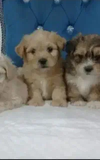 توله سگ پشمالو عروسکی 300 گرمی فقط 4500 تومان