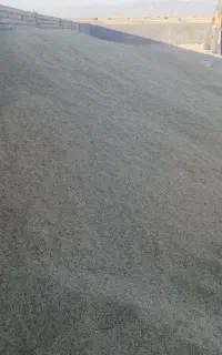 فروش جو چاق وگندم ویونجه
