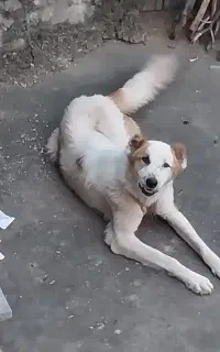 سگ سنگسری گم شده