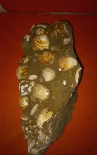 فسیل کلکسیونی طبیعت