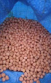 نخود بوجاری شده بدون آشغال و شکستگی