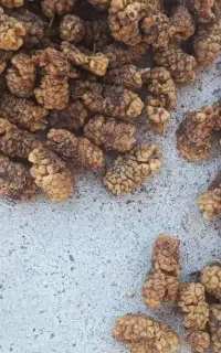 خرید توت