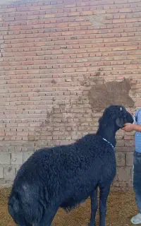 شیشک قوچ موفر