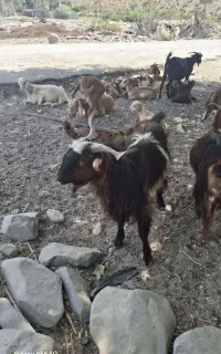 بز نر