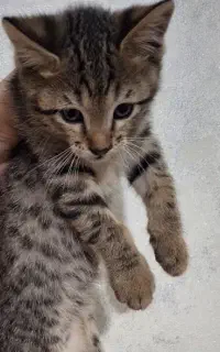 واگذاری رایگان بچه گربه ۲ ماهه