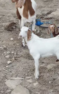 کهره