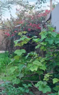 بندر امام خمینی