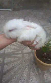 خرگوش