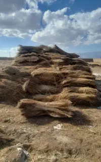 جارومحلی کلی وجزیی
