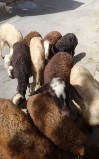 بره ماده افشار روزگاری  باسکویی