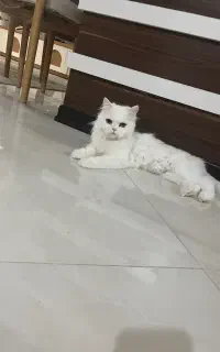 واگذاری گربه پرشین ماده