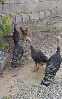فروش بوقلمون جوان چاق