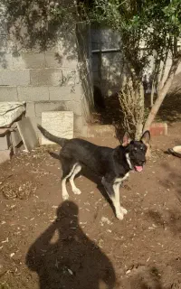 سگ نژاد ژرمن سرابی