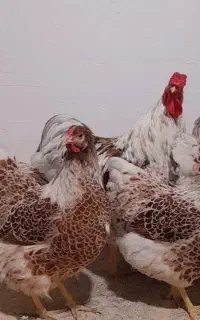 تخم مرغ ویاندوت